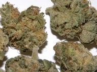 Blue Cheese Strain for sale in bulk with bitcoin